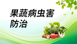 茶翅椿