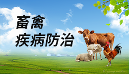 传染性法氏囊病