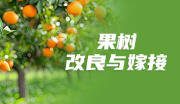 T字型芽接