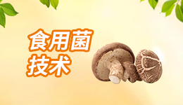 民间鉴别毒蘑菇的方法可靠吗